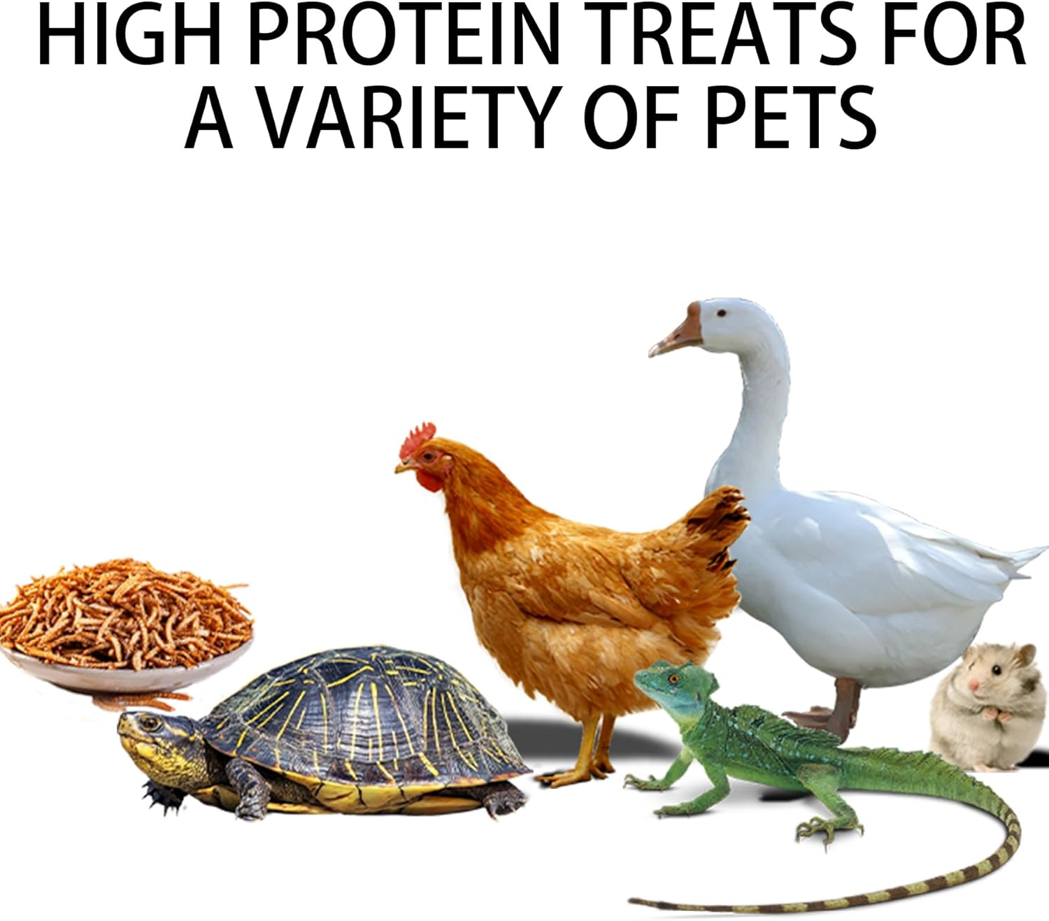 Dried Mealworms for Chickens