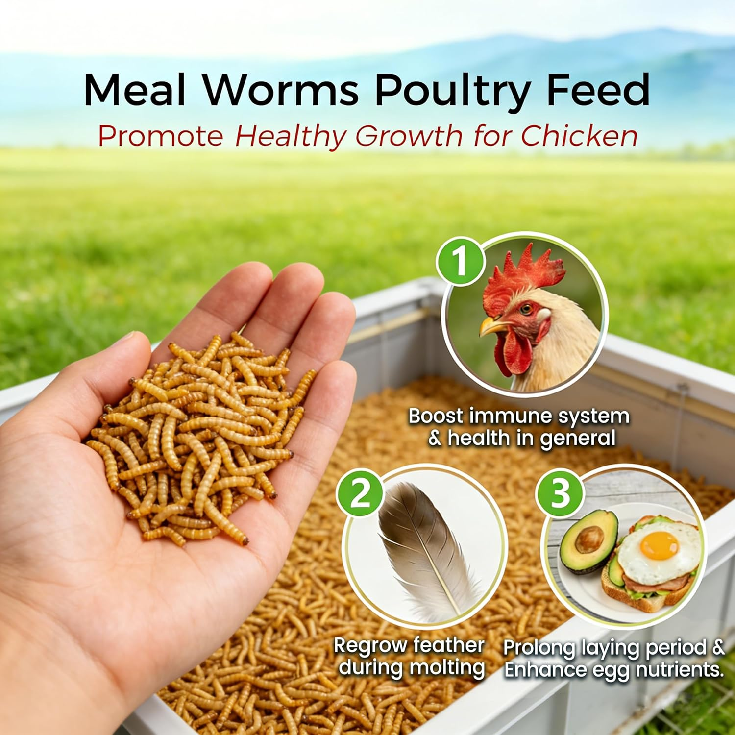 Dried Mealworms for Chickens