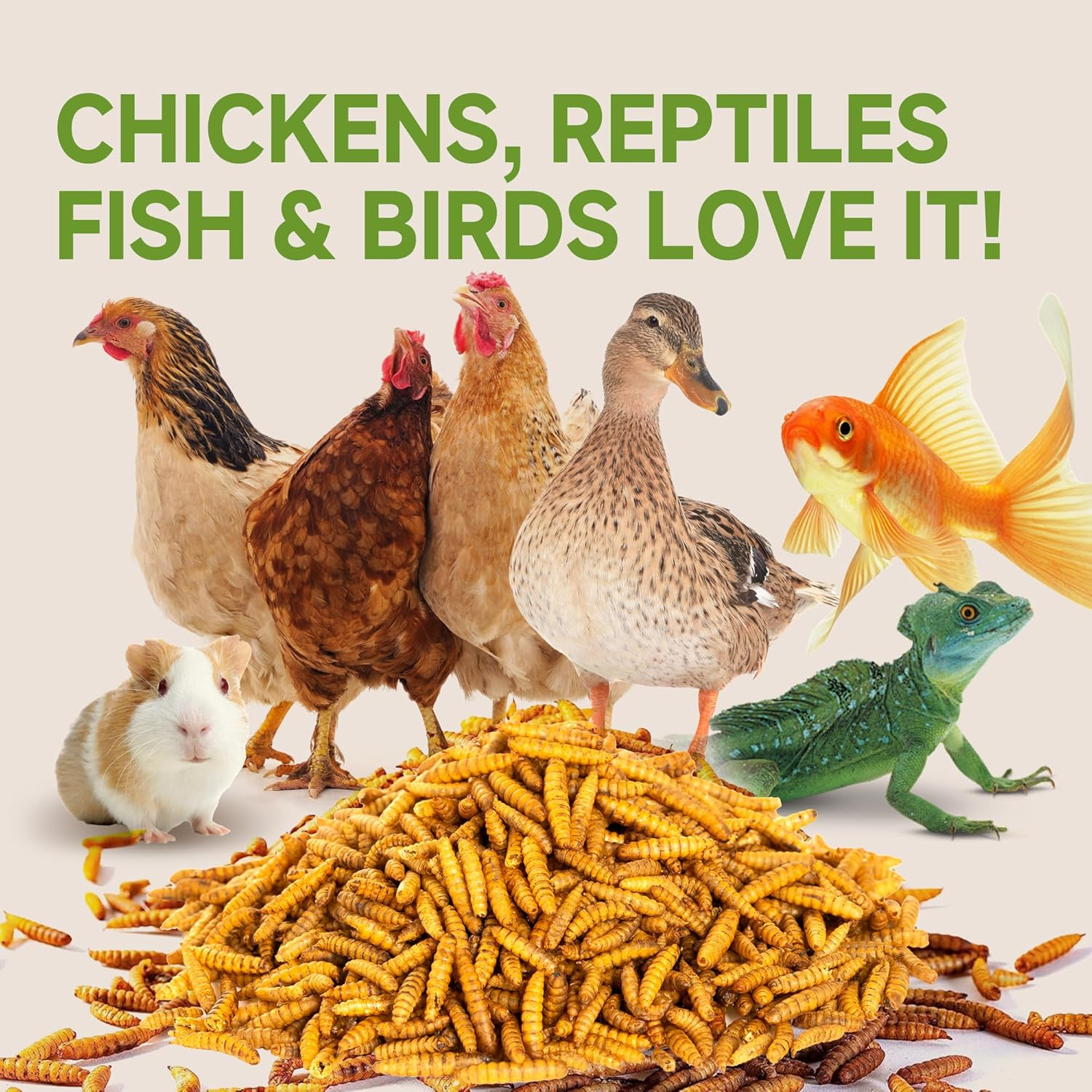 Dried Black Soldier Fly Larvae for Chickens - 100% Natural BSF Larvae More Calcium Than Dried Mealworms - High Protein BSFL Chicken Treats for Laying Hens Ducks Birds